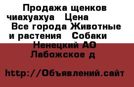 Продажа щенков чиахуахуа › Цена ­ 12 000 - Все города Животные и растения » Собаки   . Ненецкий АО,Лабожское д.